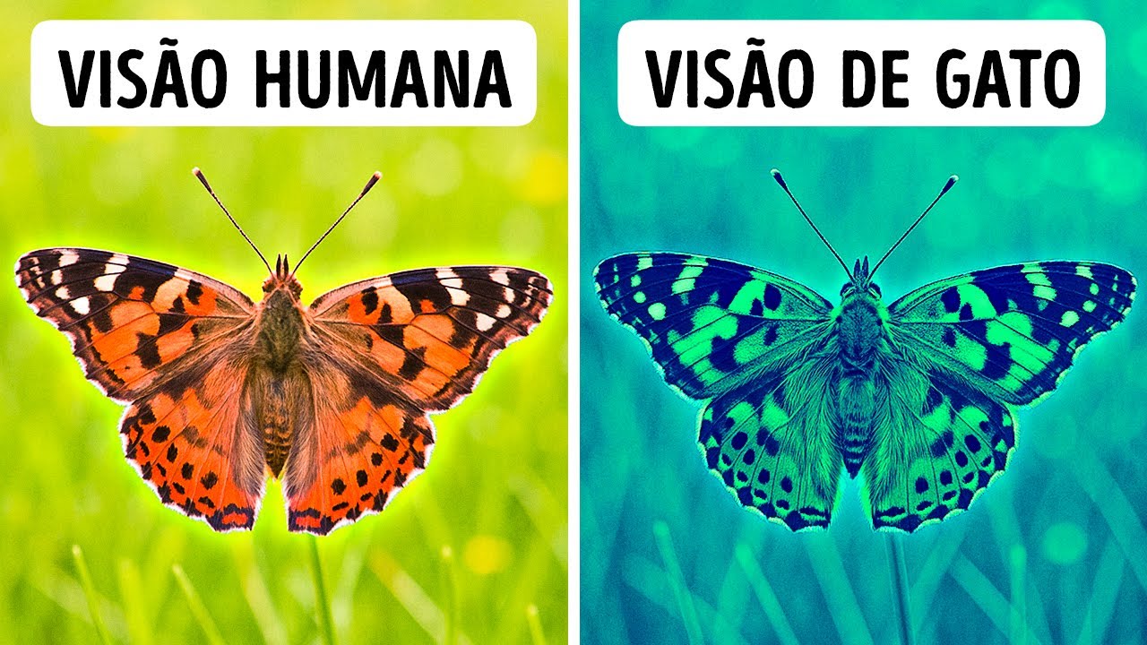 Mais de 100 fatos tão loucos que você vai procurar todos no Google