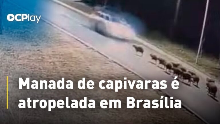 Manada de capivaras é atropelada em Brasília