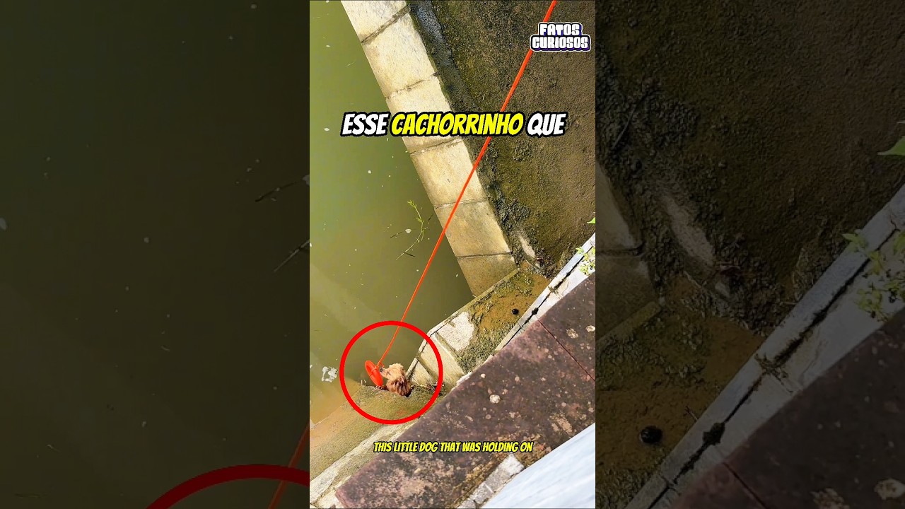 O NOBRE ATO DE HEROÍSMO DESSE GAROTO SALVOU O DIA