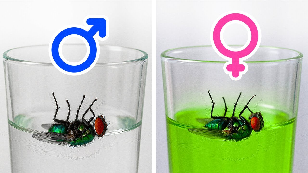 Fatos que fazem você pensar 'Huh' e depois pesquisar no Google por uma hora