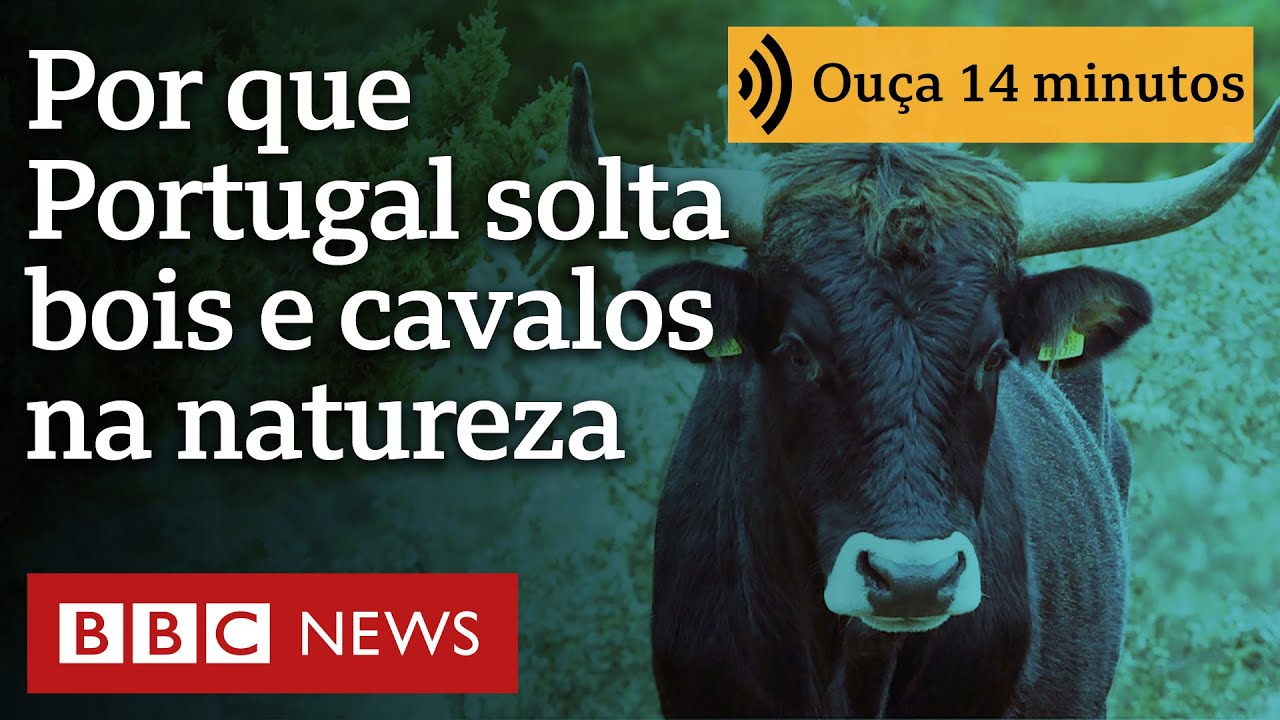 Por que Portugal está soltando bovinos e cavalos na natureza