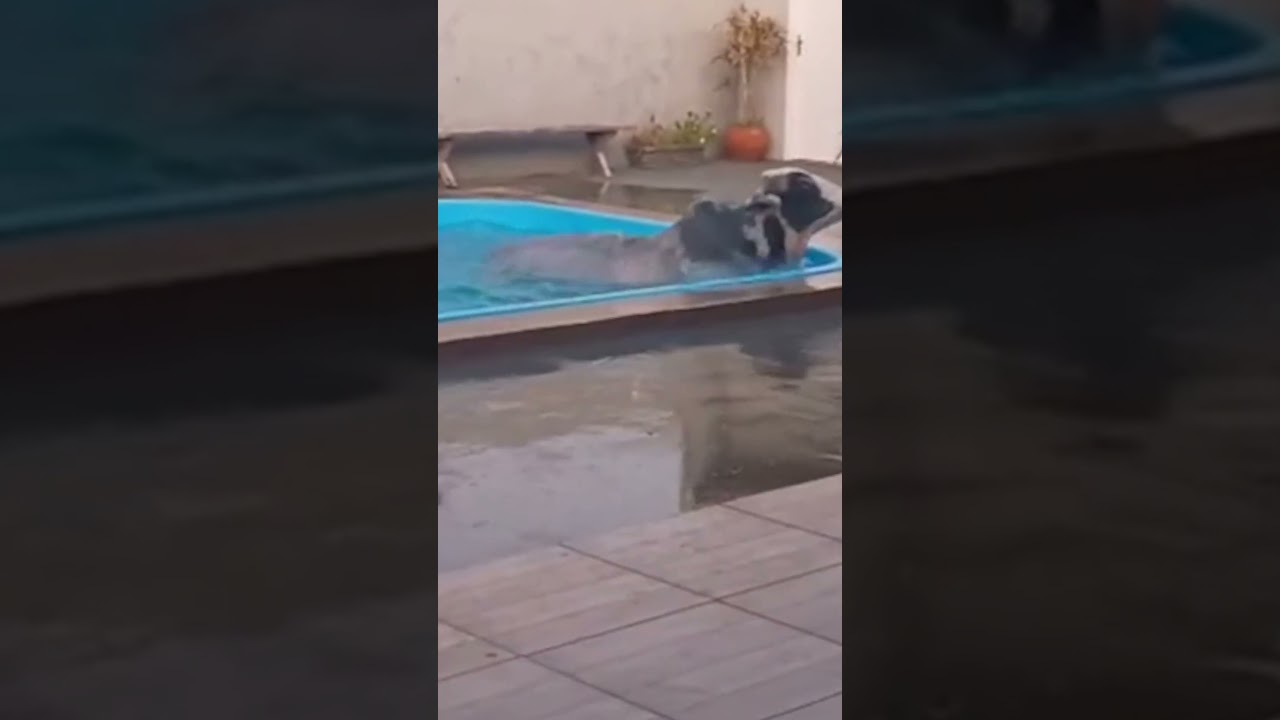 Touro cai em piscina no MS