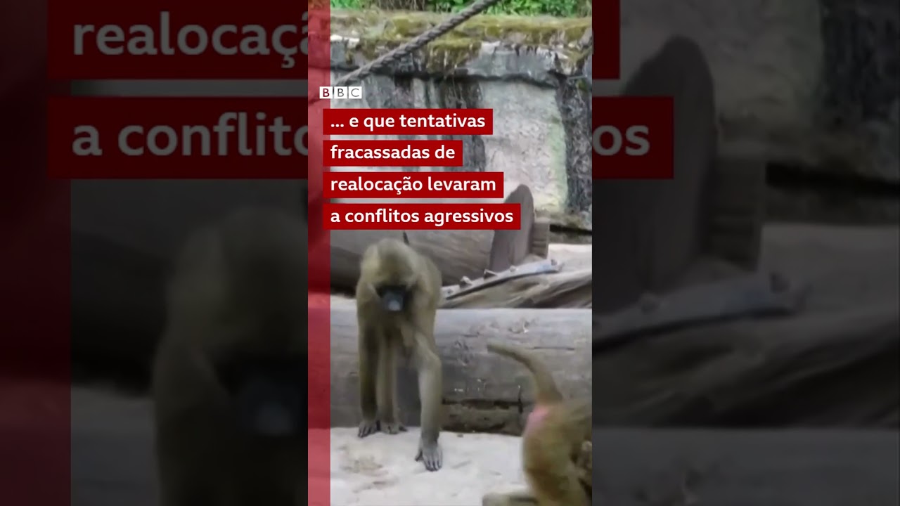Zoológico alemão provoca revolta com abate de 12 babuínos