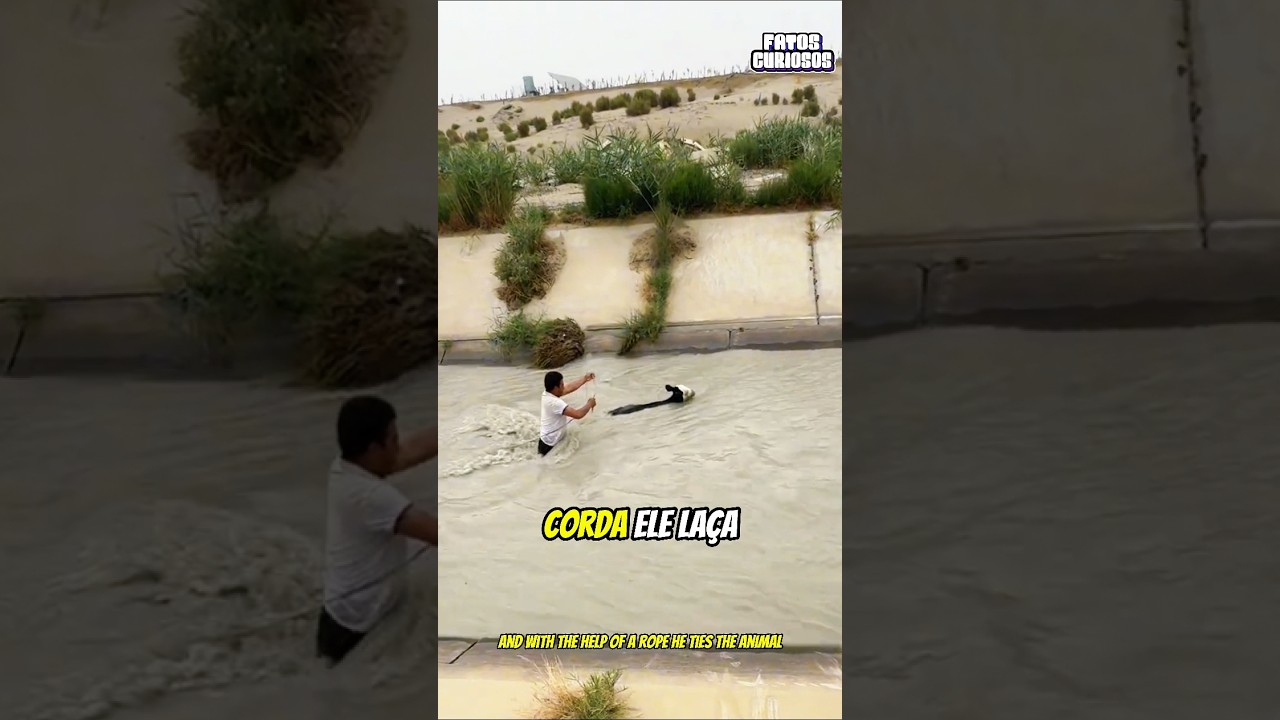 AO AVISTAR ALGO ESTRANHO SENDO CARREGADO PELA CORRENTEZA ESSE HOMEM RÁPIDAMENTE DECIDIU AJUDAR