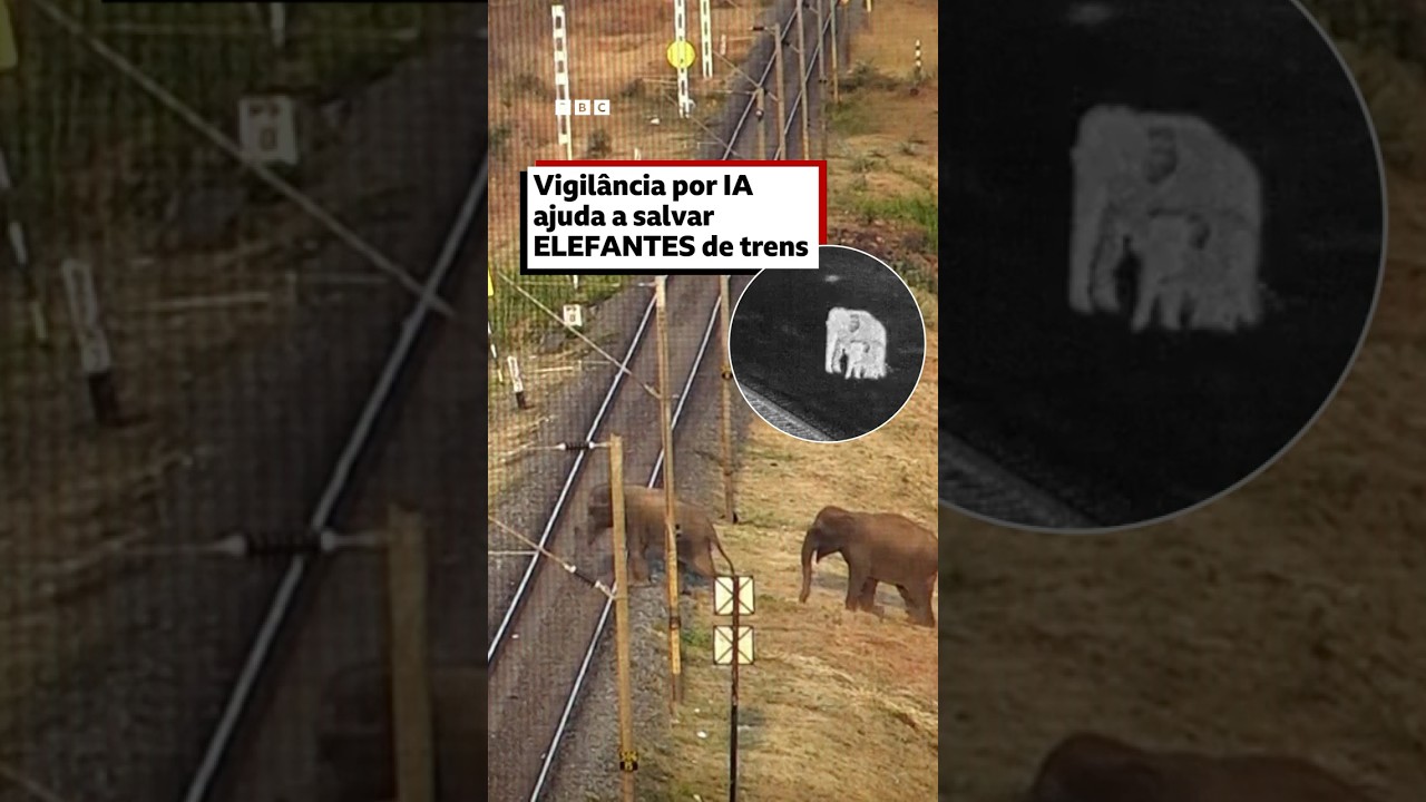 A IA que ajuda a salvar vida de elefantes 🐘📹