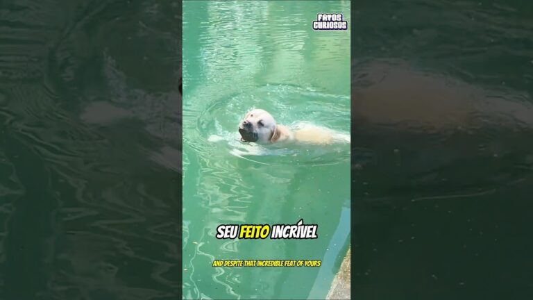 A NOBRE ATITUDE DESSE CACHORRO EMOCIONOU A TODOS