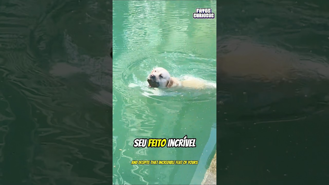 A NOBRE ATITUDE DESSE CACHORRO EMOCIONOU A TODOS