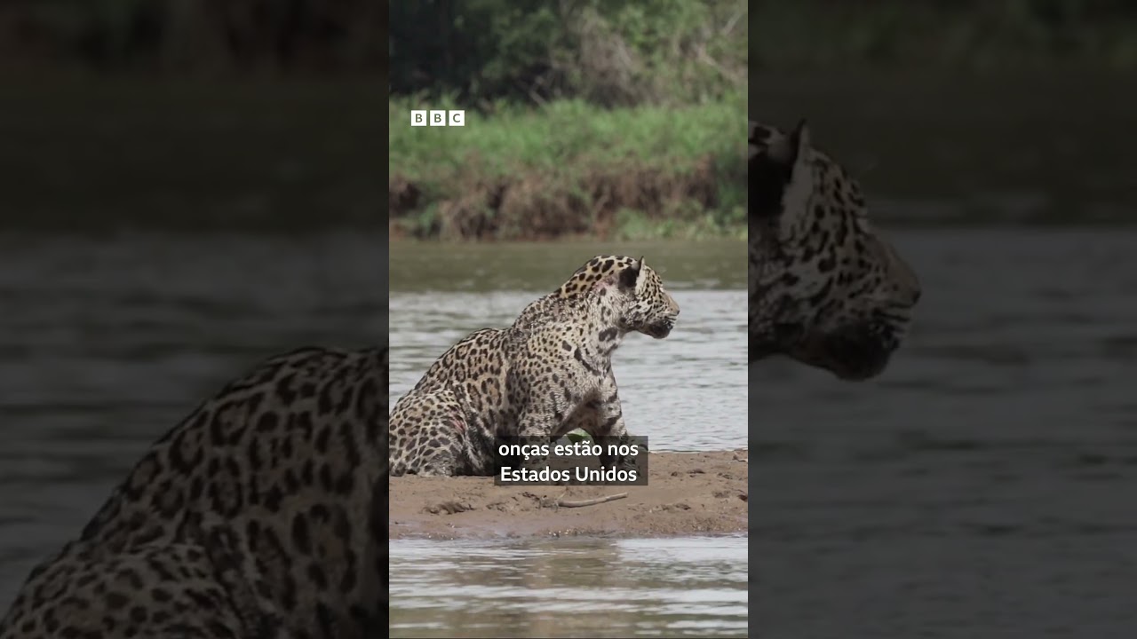 O 'tapete de onças' inventado no Brasil que pode revolucionar pesquisas 🐆🔍