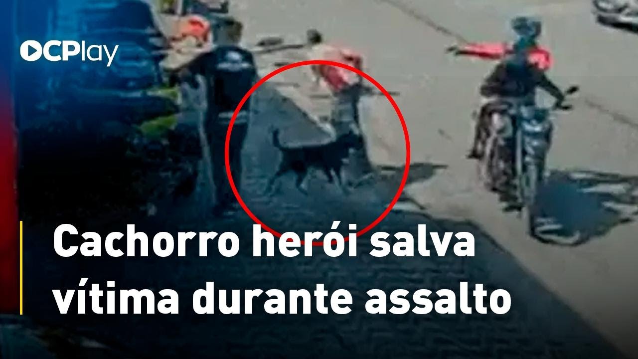 Cachorro herói salva vítima durante assalto
