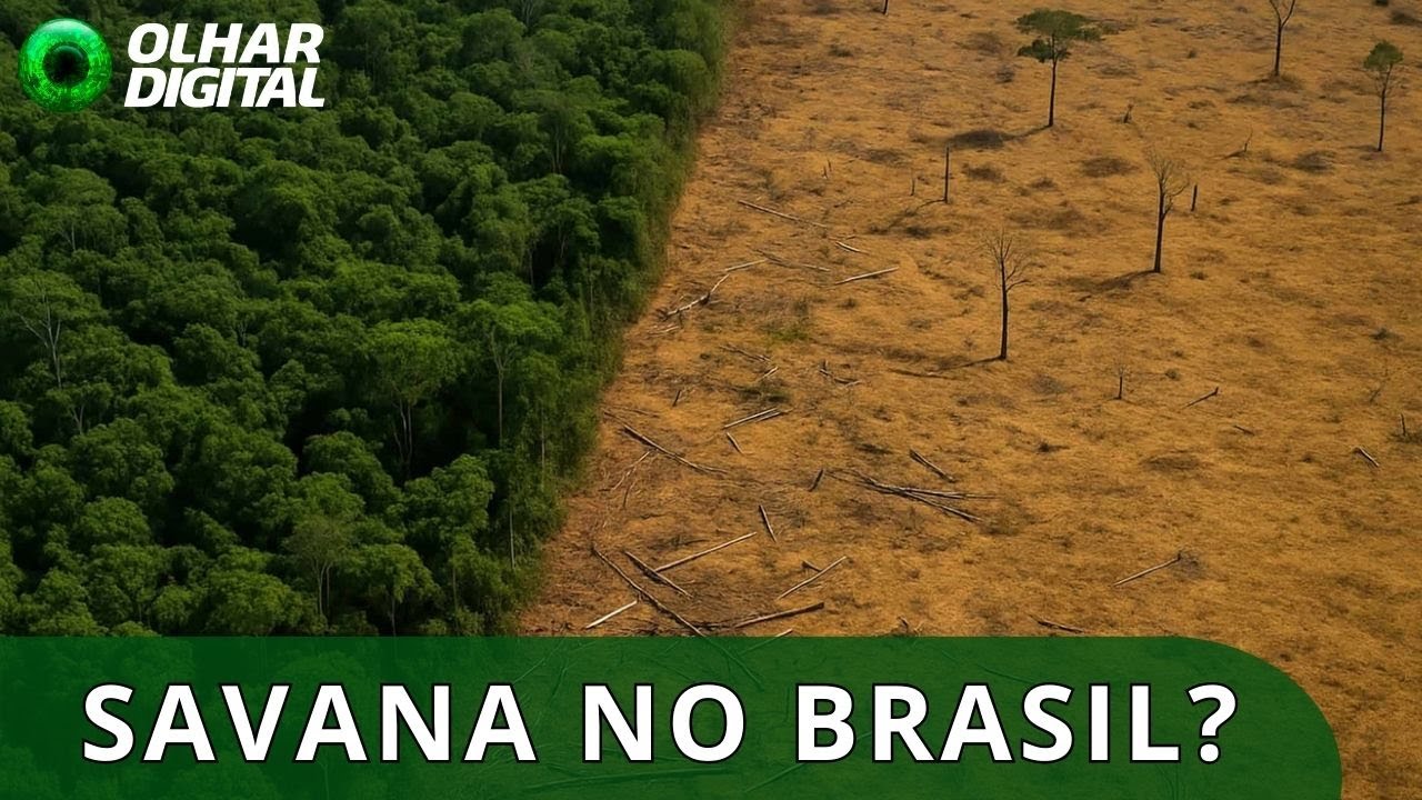 Em breve, podemos ter uma savana no Brasil