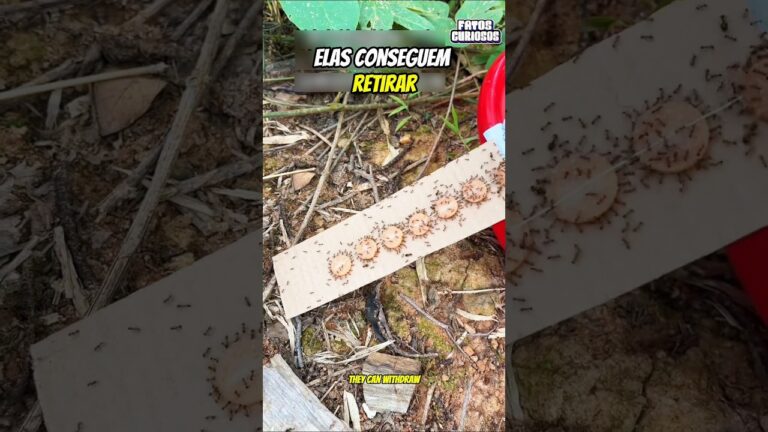 ESSAS FORMIGAS SÃO MAIS INTELIGENTES DO QUE VOCÊ IMAGINA