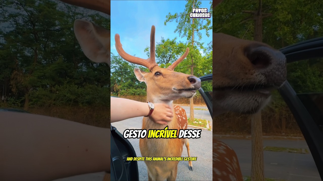 ESSE CERVO SEMPRE ESPERA POR ESSE HOMEM E O MOTIVO VAI TE SURPREENDER