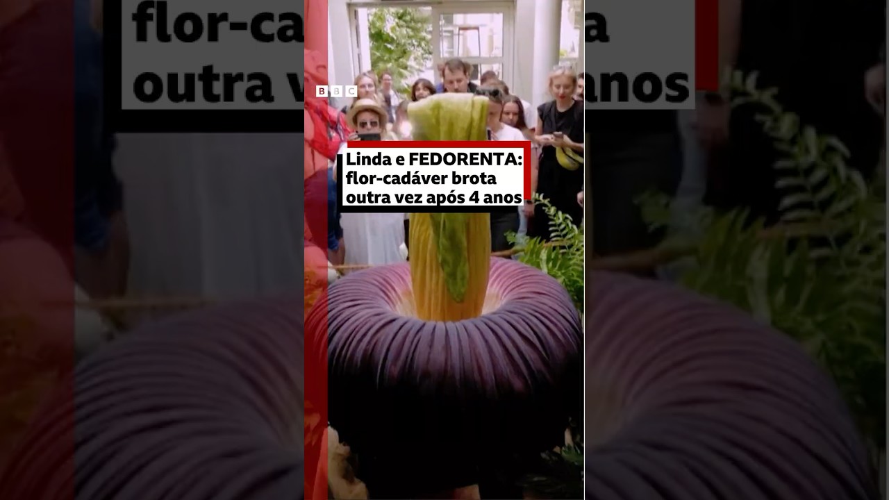 Flor com 'cheiro de morte' que atrai multidões floresce após 4 anos
