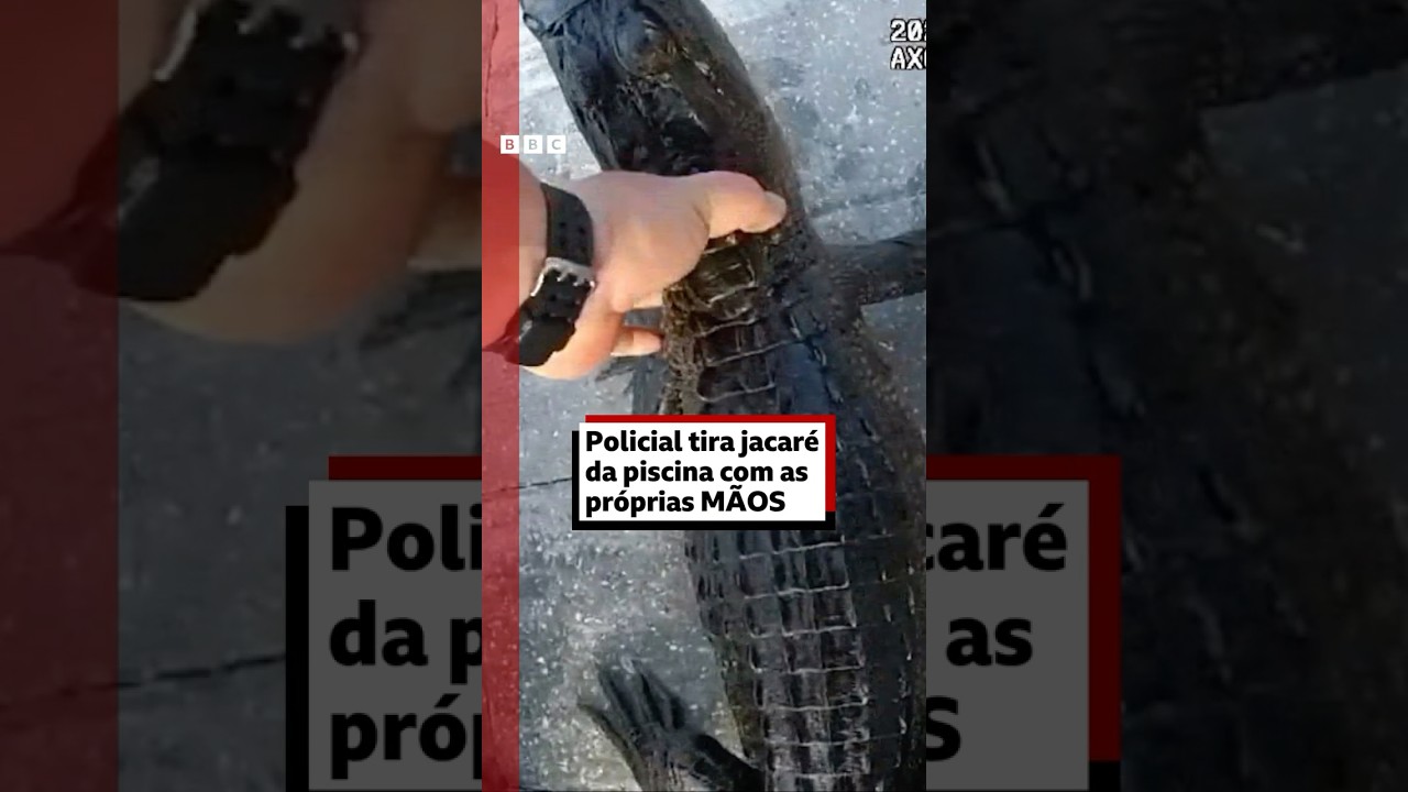 Policial tira jacaré da piscina com as próprias mãos 🫳🐊