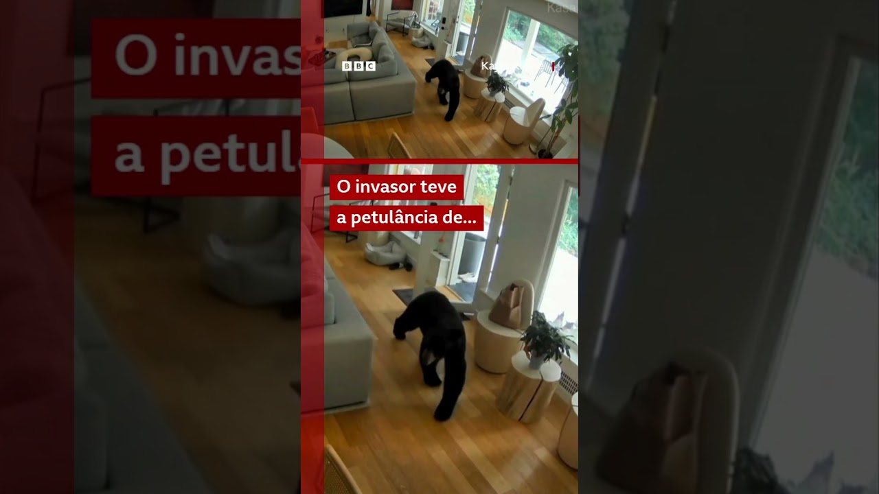 Lulu-da-pomerânia bota urso invasor para correr de sua casa