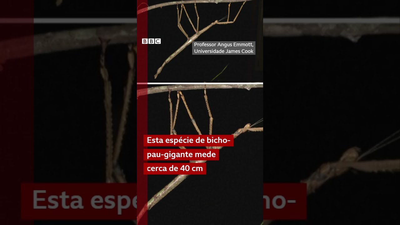 Modelo Stitch+Thumb NÃO APAGAR TÍTULOS E ELEMENTOS GRÁFICOS 9