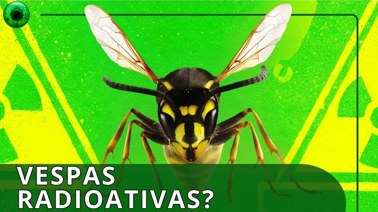 Ninhos de vespas radioativos foram encontrados em instalação nuclear