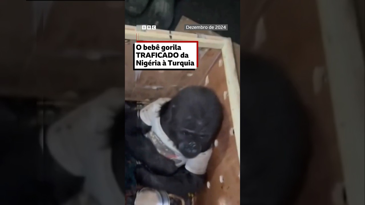 Ele foi resgatado de uma tentativa de contrabando 🦍⚠️