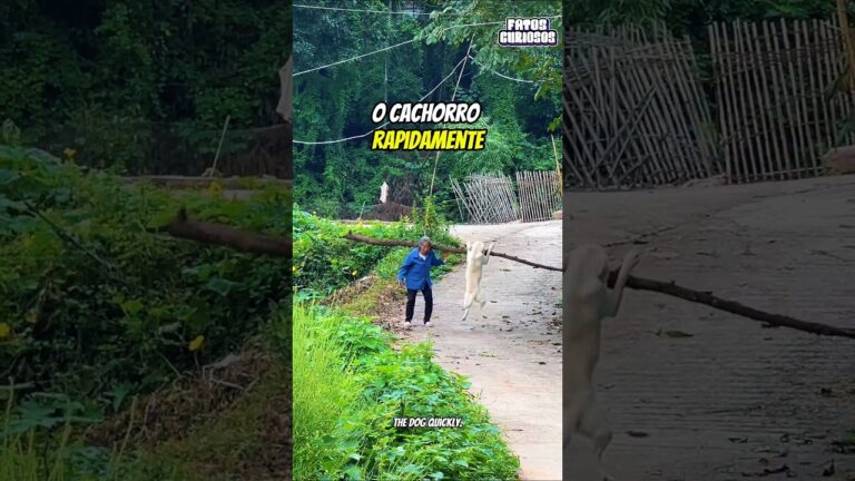 O NOBRE GESTO DE AMOR DESSE CACHORRO COM ESSA SENHORA EMOCIONOU A TODOS