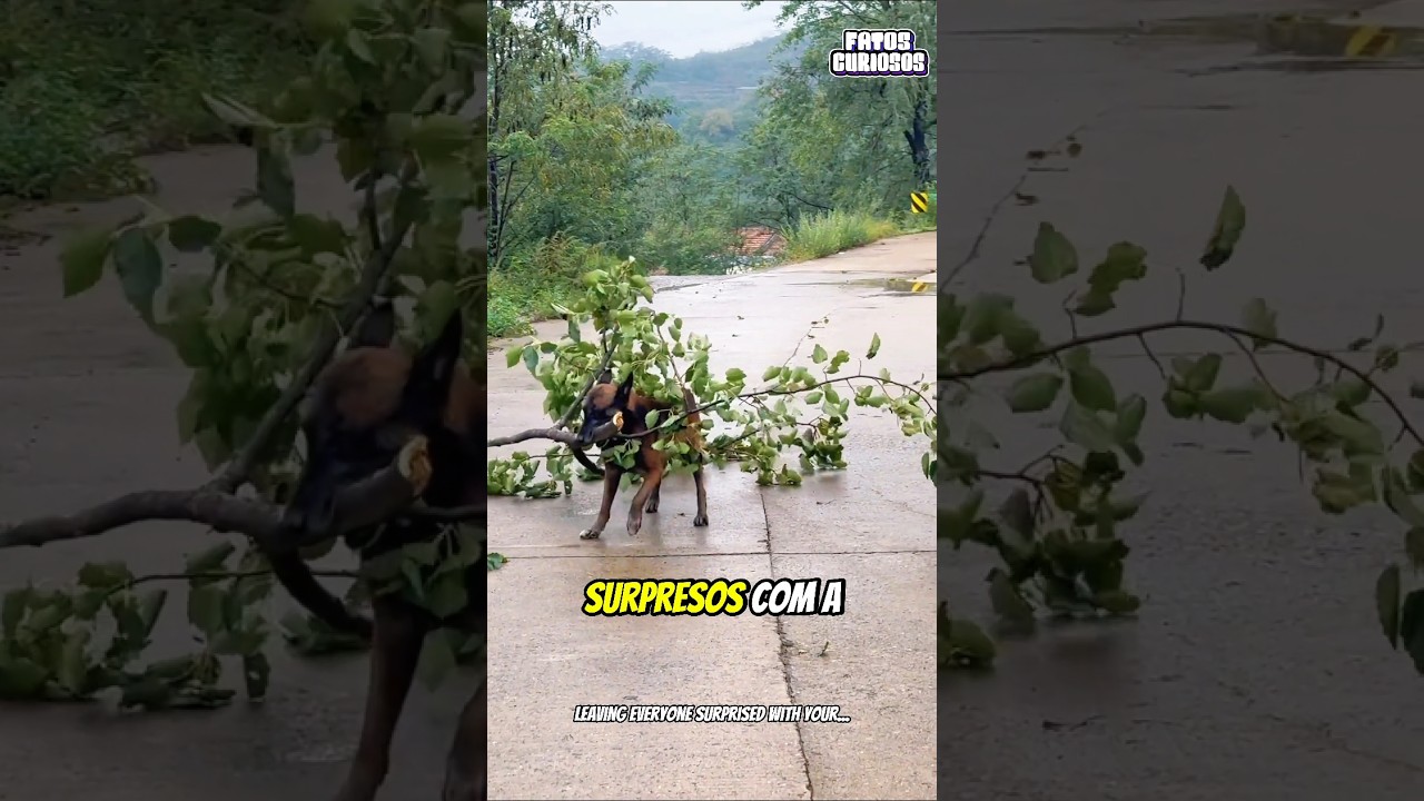 CACHORRO HERÓI SURPREENDE A TODOS COM SEU NOBRE GESTO DE EMPATIA