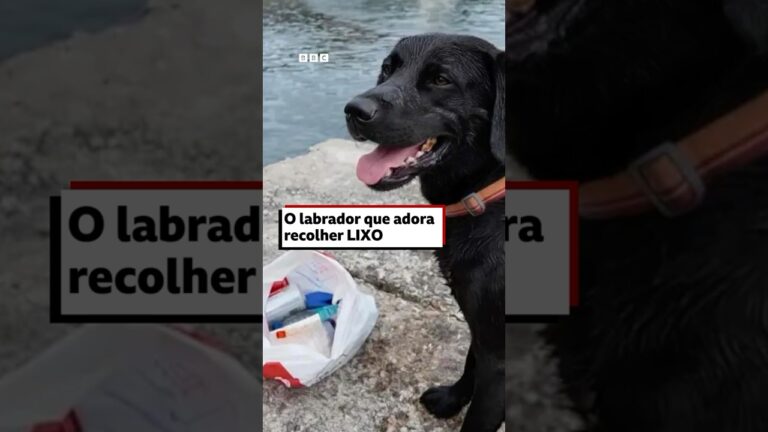 🐶♻️ Logie, o labrador que adora recolher lixo