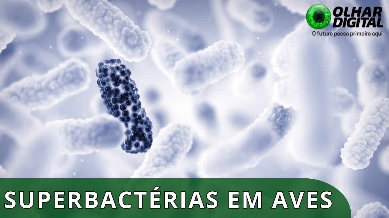 Alerta em SP: Superbactérias são encontradas em aves selvagens e acendem um alerta para a saúde