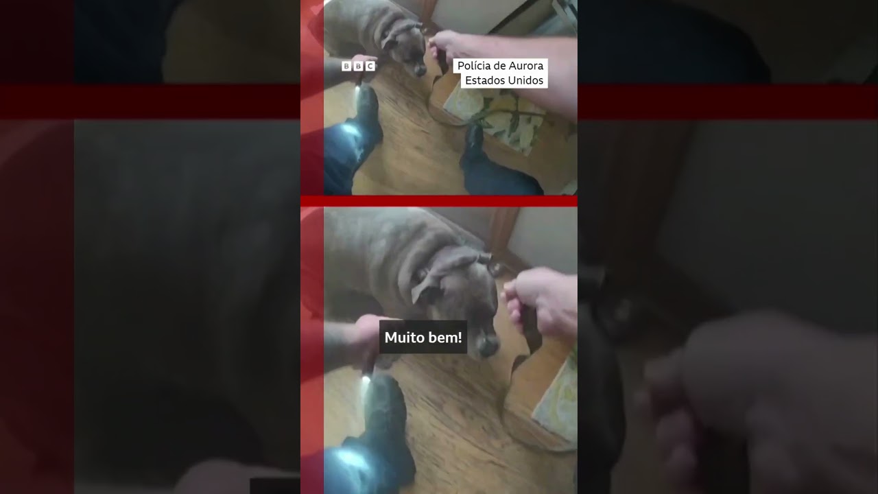 'Vamos sair, sim; mas primeiro, pega a minha coleira'🦮🥰