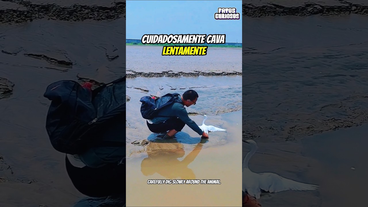 O GESTO SIMPLES DE AMOR SALVOU A VIDA DESSA AVE