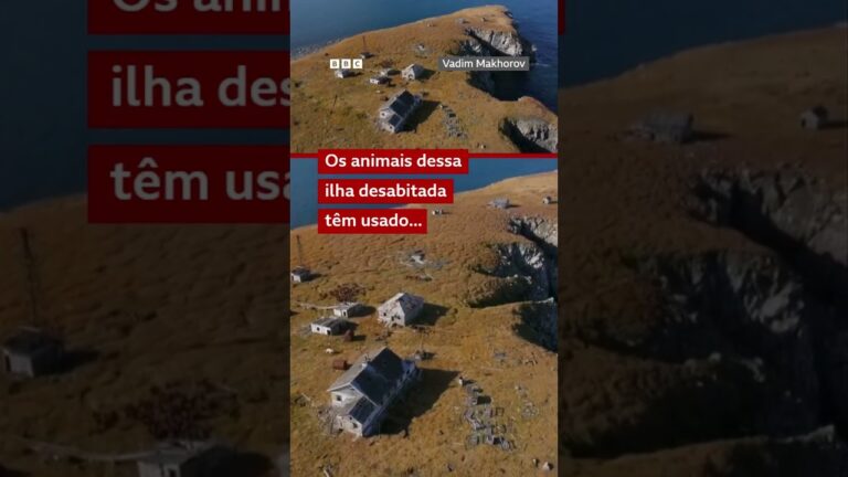 Ursos-polares ocupam estação abandonada na Rússia 🐻‍❄️🇷🇺