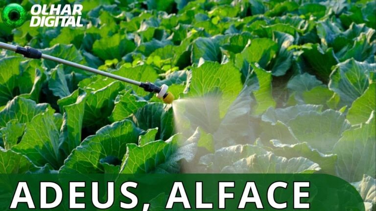 Adeus, salada? Por que o alface pode sumir do prato do brasileiro em 50 anos