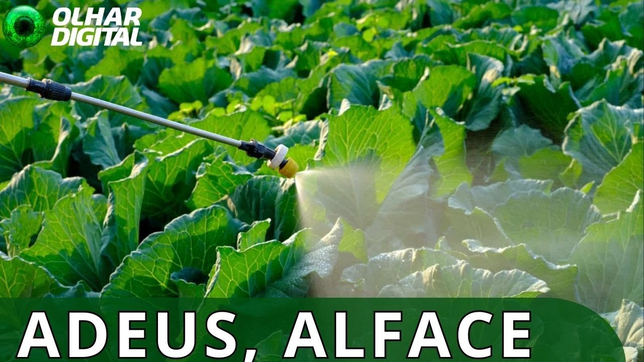 Adeus, salada? Por que o alface pode sumir do prato do brasileiro em 50 anos