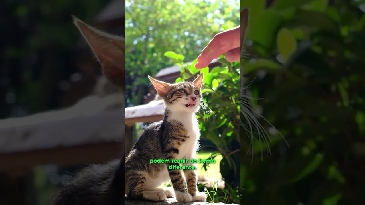 Ter um gato é benéfico ao seu cérebro, diz especialista