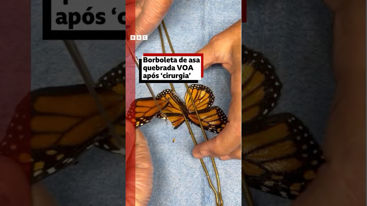 Cientistas dos EUA transplantam 'asa nova' e borboleta pode retomar migração ao México