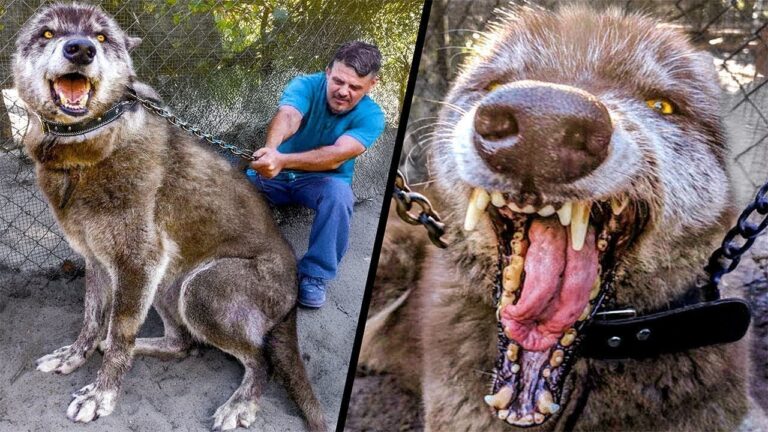 As Raças De Cães Mais Proibidas