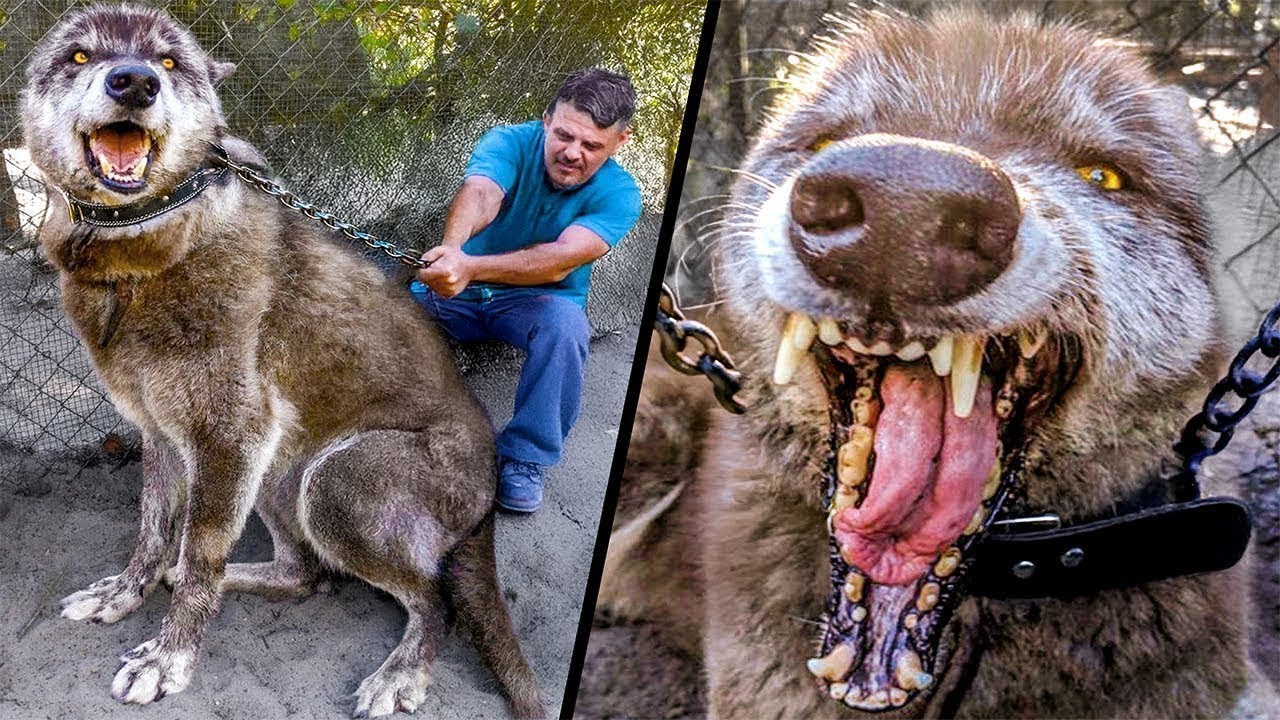 As Raças De Cães Mais Proibidas