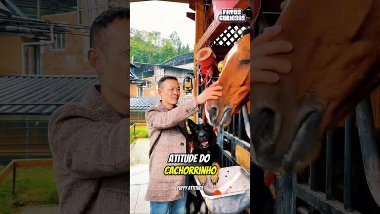 CACHORRINHO ROUBA CENOURA E O MOTIVO VAI TE SURPREENDER