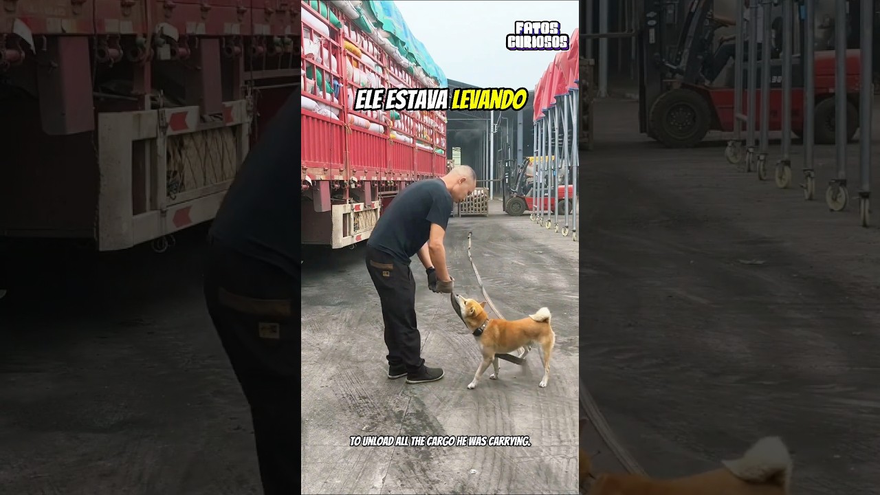CACHORRO LEAL AJUDA SEU DONO DIANTE DO TRABALHO DURO