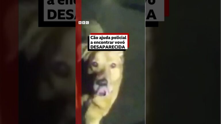 Cão ajuda polícia a encontrar idosa desaparecida na Flórida