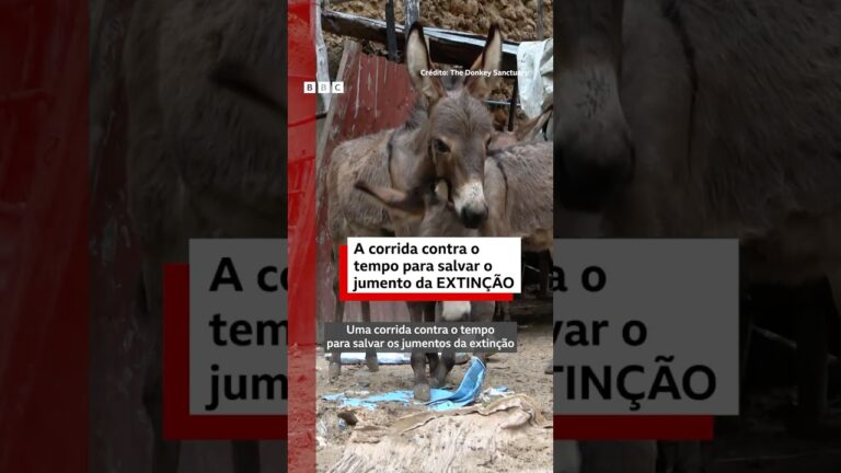 A pesquisa com colágeno que pode salvar jumentos da extinção 🫏