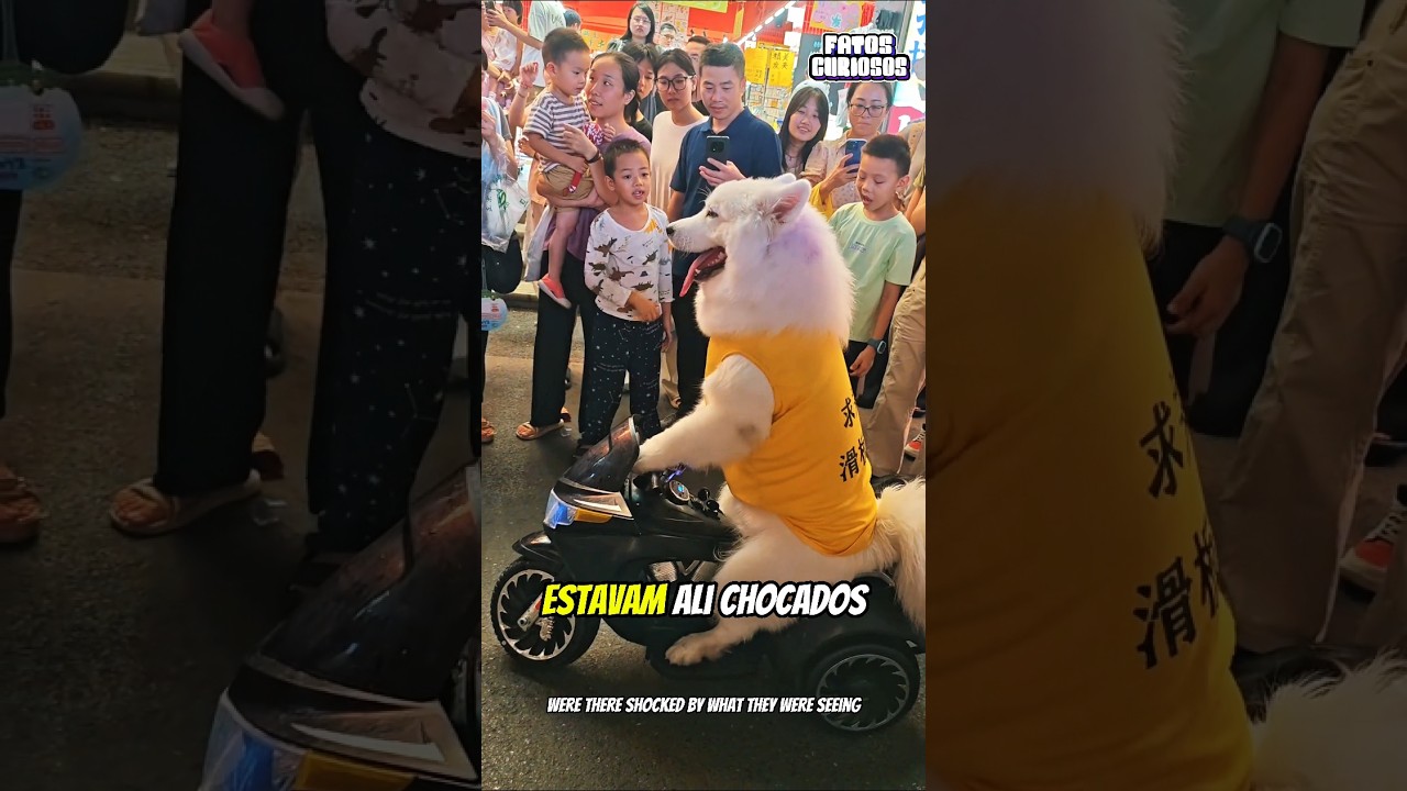 ESSE CACHORRINHO INTELIGENTE CHOCOU A TODOS