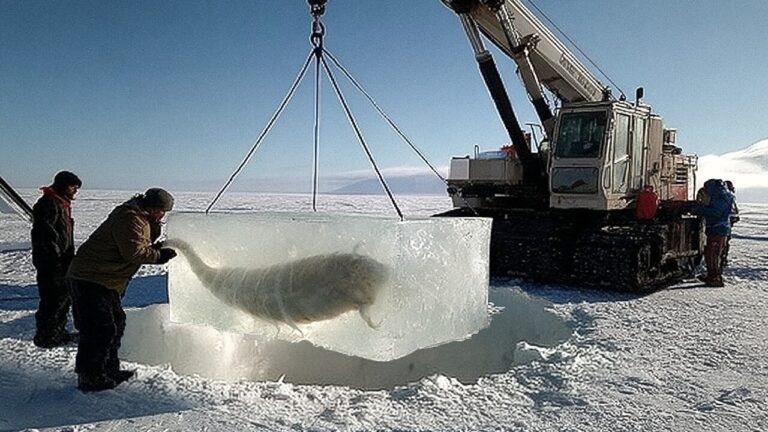 Esta criatura acordou depois de 24.000 anos congelada