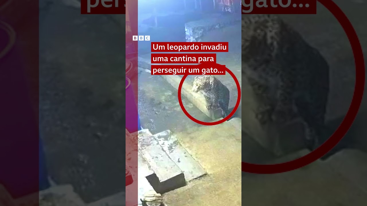 ⚠️🐆🇮🇳  Homem toma susto com leopardo que perseguia gato em refeitório