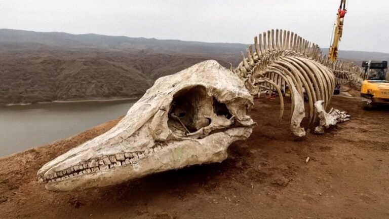 Monstro marinho gigantesco encontrado no alto das montanhas do Canadá