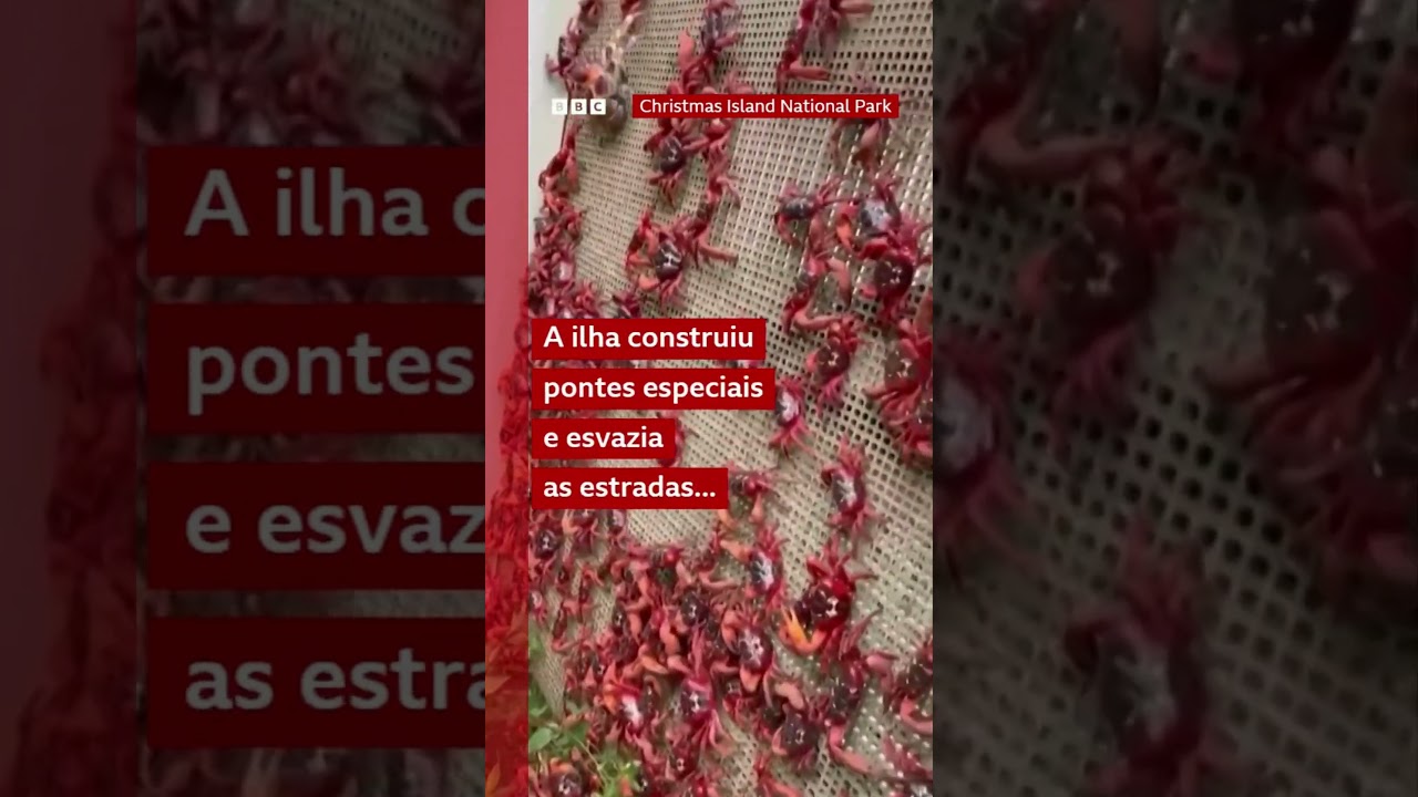 Migração de 50 milhões de caranguejos 'pinta de vermelho' ilha na Austrália