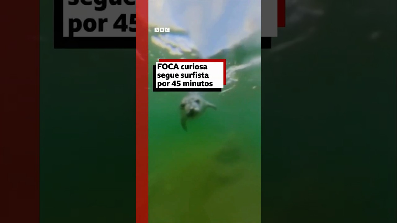 Surfista filma foca curiosa que o seguiu por 45 minutos