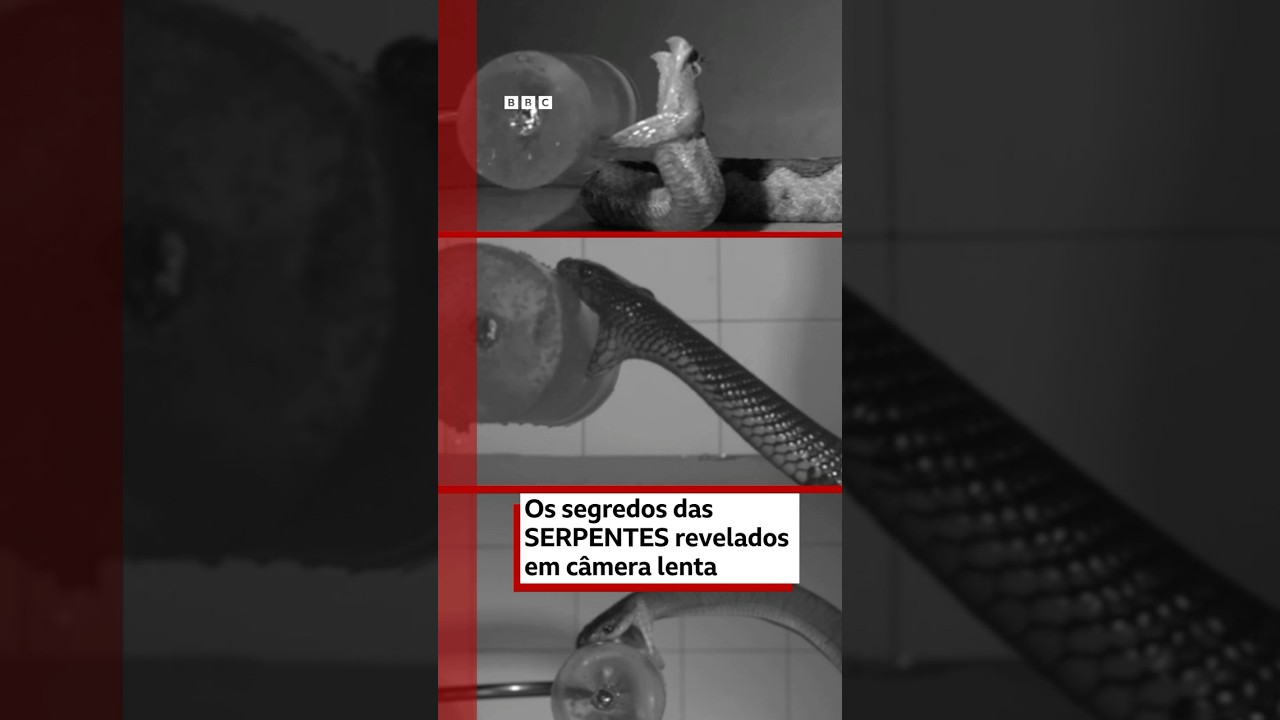 Os segredos das mordidas de cobras revelados em câmera lenta 🐍📸