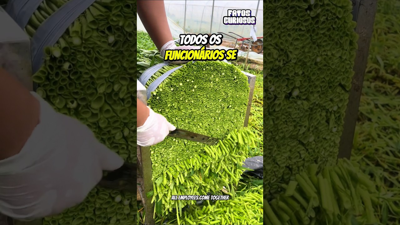 SATISFAÇÃO TOTAL! O Momento Mais Visto ao Cortar Legumes 🥒🥕