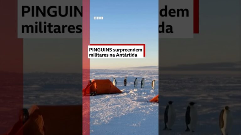 🐧🐧🐧 Pinguins da Antártida aparecem de surpresa em treinamento militar