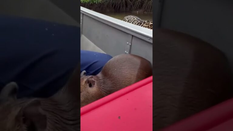 Capivara pula em barco para fugir de onça pintada