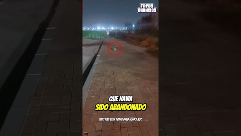 O RESGATE MAIS ENGRAÇADO DE TODOS OS TEMPOS! Ele Confundiu Um Hidrante com Um Cachorro Abandonado 🐶💦